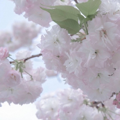 Furry绘画工具推荐Furry群